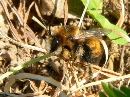 Anthophora plagiata